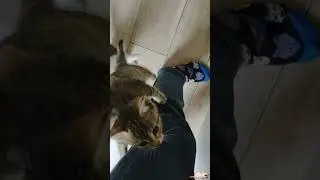 DAILY INTERNET CATS   DAY 106