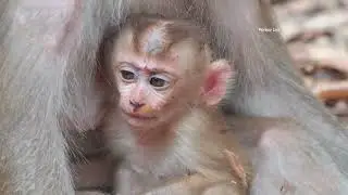 OMG...! God..He.lp/...What Happened on Baby Monkey Lily?...so adorable baby  lily.../ Monkey Leo.