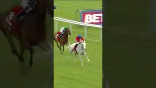 Estrange hoses in at Haydock #horse #horseracing #sport #britishhorseracing #racingtv