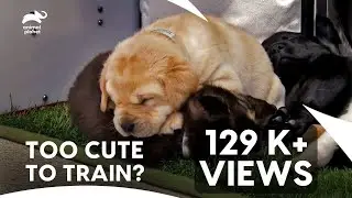 Cute Labrador Retriever and German Shepherd Puppies Funny Exercise Moments | Too Cute| Animal Planet