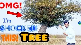 HOW TO MAKE MINI VLOG FEW TIPS || THE HISTORICAL TREE STORY IN  TOUR MY VILLAGE#souravjoshivlogs 