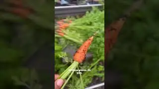 Harvesting mini carrots #gardening #nantes