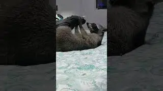 Bad Raccoon Eats My Shoe #raccoon #raccoons #trashpanda