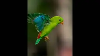 vernal hanging parrot