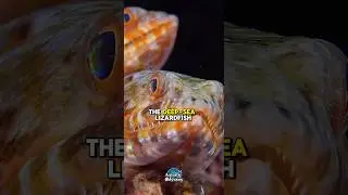 The deep sea lizardfish #DeepSeaLizardfish #AbyssalPredator #OceanMysteries #DeepSeaHorror #wildlife
