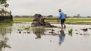 HAND TRACTOR | PLOWING AND HARROWING THE RICE FIELDS | TRACTOR #viral #tools #trending #tractor 