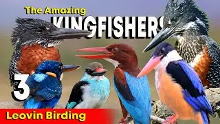 The Amazing KINGFISHERS #3