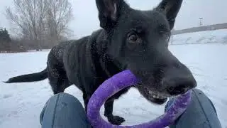 20260116| How Winter Changed Our Dog Walk ❄️ Happy German Shepherd in Snow #dogvideo #puller