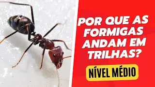 Por que as formigas andam em trilhas?#formigas