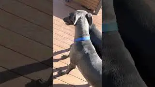 Danes on Deck