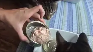 Cat Food Review: SOULISTIC Good Karma Chicken Dinner