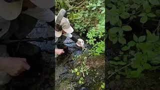 Gold Nugget found in a creek