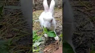 wild rabbit in india