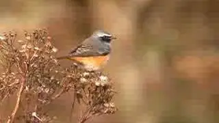 Male Redstart 1