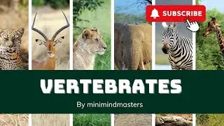Vertebrates Unveiled|Animals with Backbones|Fun learning video for kids.