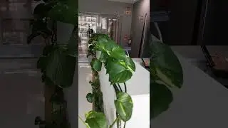 swachh environment,