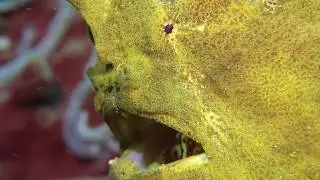 Murex Manado Macro Critters with Canon G7xII