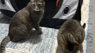 Cats night routine LIVESTREAM with 5 CUTE CATS LIVE! #cats4nelson