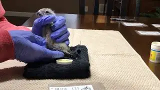 Bird DNA Gender Test | Is your bird a boy or a girl?