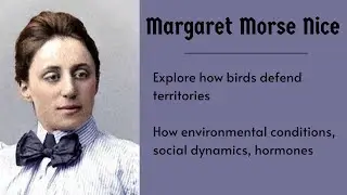 Exploring the Impact on Territorial Behavior in Birds