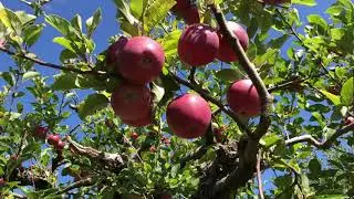 Apple Farm Apple Orchard New Zealand