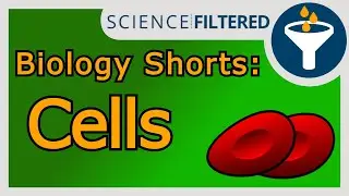 Video 31 - Root Hair Cell Structure