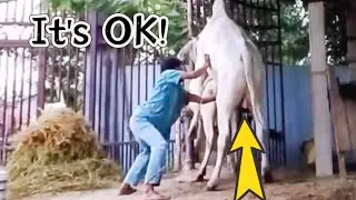 OMG 😆 Bull and Cow are Strong 💪 #matting 