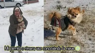 Mi perrita ve por primera vez la nieve ❄️ en Carolina del Norte 