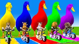 5 Giant Duck Cartoon,Cow,Elephant,Tiger,Lion,Dinosaur,Paint Wild Animals Crossing Fountain Animation