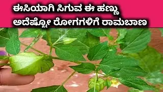 #Ground cherry #Health benefits of ground cherry# medicinal plant #