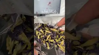 Magiczna roślina, kt&oacute;ra zmienia kolor i odmładza.Klitoria ternateńska znasz ją? #klitoriaternateńska