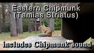 The Eastern Chipmunk (Tamias striatus) 4k (includes it's clicking sound near the end)