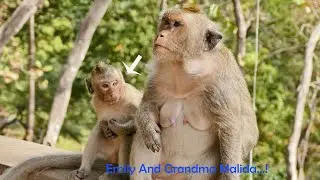 Most Respectful Grandma Monkey Malida Providing Special Care & Nursing Little Girl Running Malida