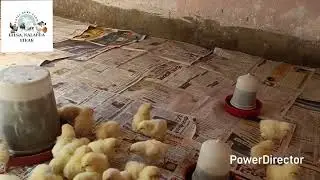 Chiks brooding kaise karen,deshi murgi farm,sonali murga farm,duck 🦆 quail farming&kadaknath.