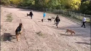 Get out & socialize & explore with those pups!