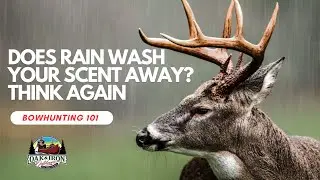 Bowhunters: Действительно ли дождь смывает запах?
