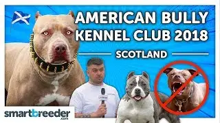 American Bully Kennel Club Show 2018 🏴󠁧󠁢󠁳󠁣󠁴󠁿(NOT PITBULLS!!!) 🐶