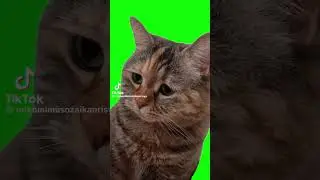 ニャア！