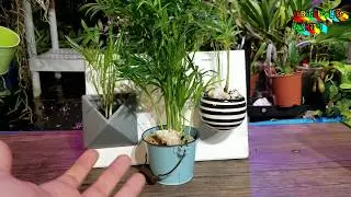 Easy Gift Planters! Neanthe Bella Palms! Chamaedorea Elegans AKA Parlour Palm |