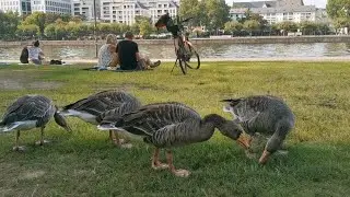 Harmonisches Zusammenleben? Die G&auml;nse am Frankfurter Mainufer
