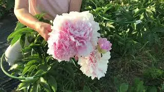 Dinner plate peony. Диннер плейт пион. Пулков сад