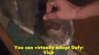 You can adopt Dufy at Puffy Paws Kitty Haven Englewood Fl
