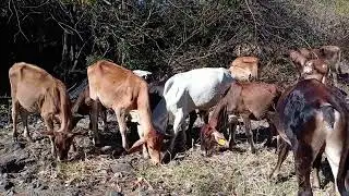 Aguando el ganado en el r&iacute;o #elsalvador #2026 #cow #elsalvador #animals 