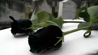 وردة بالقبر 🥀 - راب سوري حزين - عن موت الحبيب حبيبته ماتت 