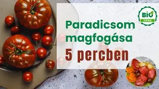 Paradicsom magfog&aacute;s l&eacute;p&eacute;sről l&eacute;p&eacute;sre &ndash; Hogyan őrizd meg a magokat j&ouml;vő &eacute;vre | Bi&oacute; Z&oacute;na