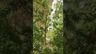 Watering Arbor Vitae Trees 9-14-2025