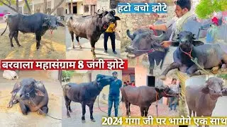 बरवाला महासंग्राम 8 जंगी झोटे खुले गंगा जी 2024पर एक साथ भागेगे ये तूफानी हटो बचो वाले झोटे एक से एक
