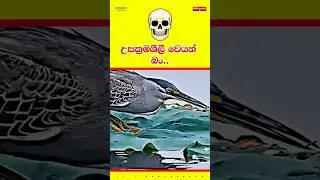 ගහන ගේමක් මොලෙන් ගහපන් බං 💀⚠️⚠️ #motivation #quote #inspire #girls #boys #woman #women