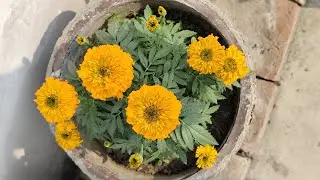 Aaj hamare teres garden 🏡 pe hamara genda ka flower 🌺🌻🌹🌷 bhi khil gaya #gardenflower #
