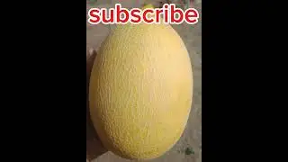 Melon yellow 🟡 Field #foryou #melon #fruit #views #yellowmelon #trending #vuralvideo